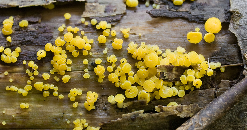 Bisporella citrina